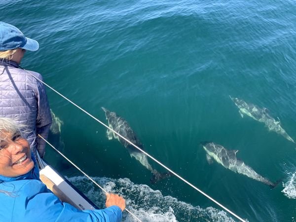Dolphin Escort